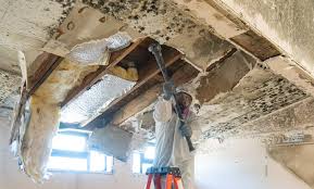 Best Mold Damage Restoration in USA